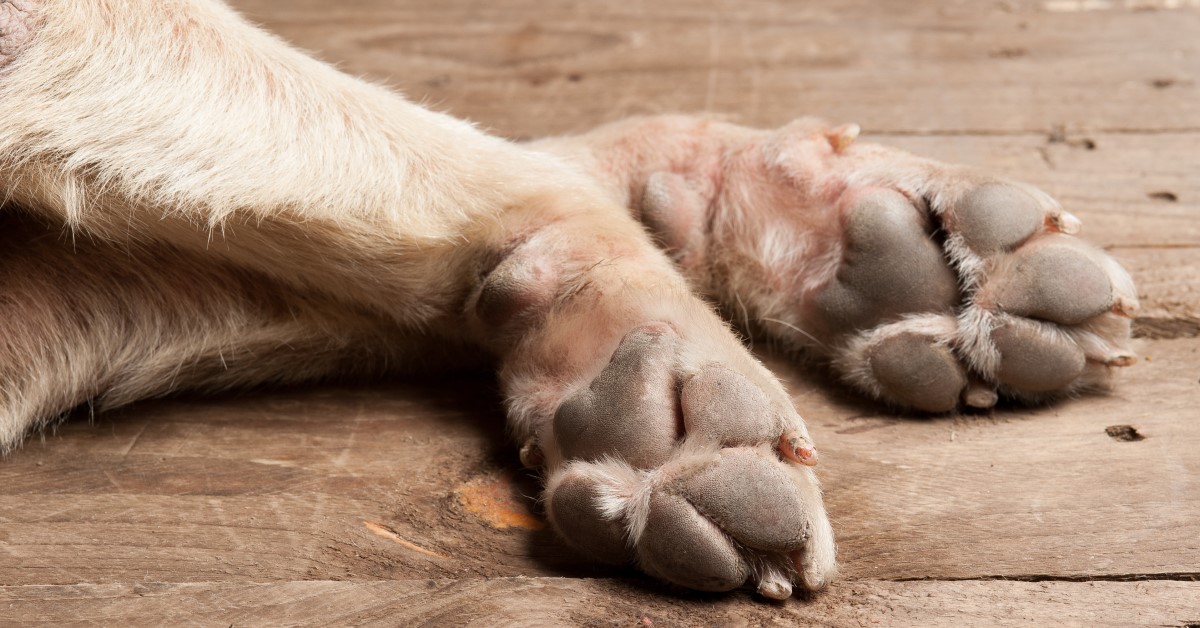 Why Is My Dog Licking His Paws So Much?